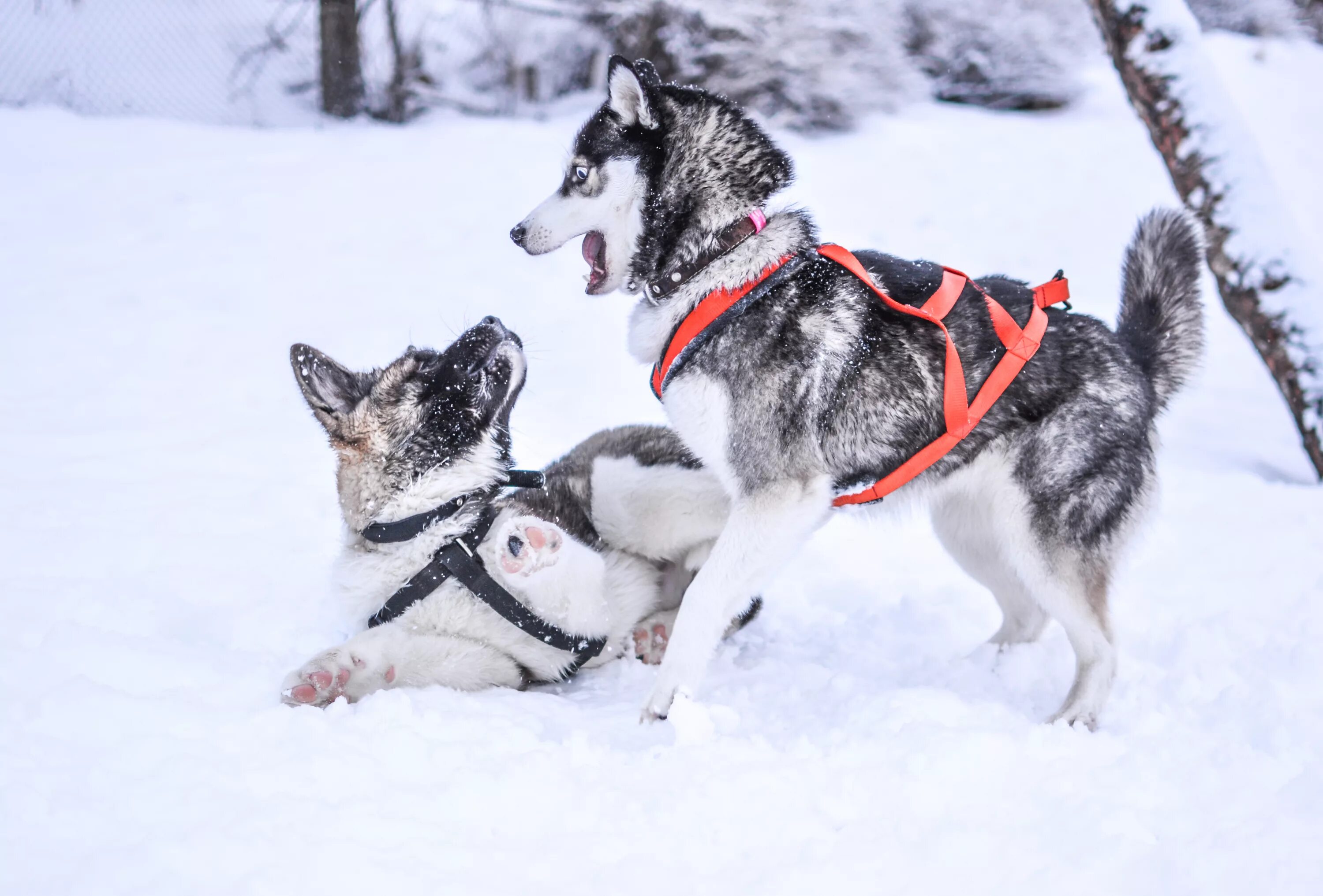 Новая реклама лайка. Питомник сибирских хаски «Dog Winter». Хаски в упряжке. Упряжка для собак хаски. Хаски зимой.