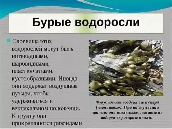 Сообщение о харовых водорослях. Значение бурых водорослей в природе и жизни человека. Значение бурых водорослей. Особенности местообитания бурых водорослей. Значение бурых водорослей в природе.