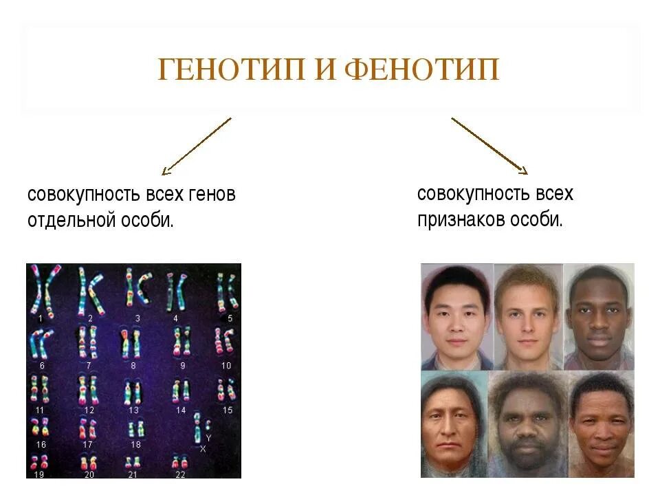 Одинаковый генотип это. Фенотипы генетических заболеваний. Фенотип в наследственных заболеваниях. Генотип и фенотип. Генотип и фенотип примеры.