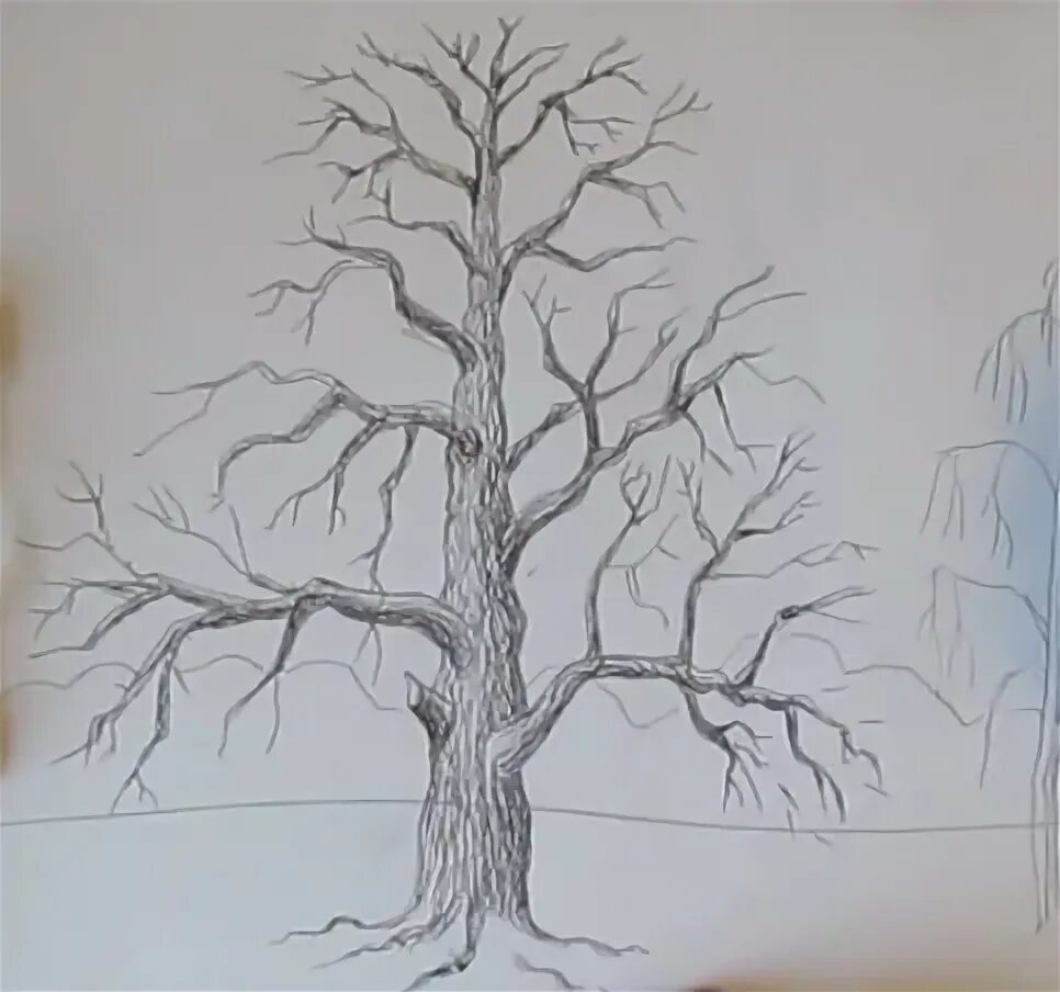 Рисунок дерева 6 класс изо. Дерево рисунок карандашом. зимний дуб рисунок. зимнее дерево карандашом. поэтапное рисование деревьев дуб.