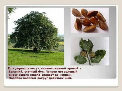 Добро бук это