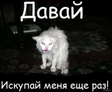 Искупить вину