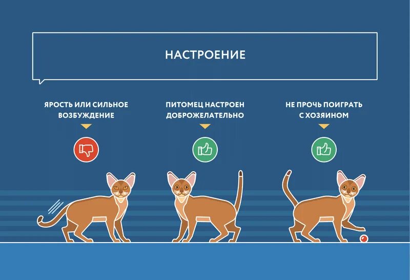 Инфографика кошки. Настроение кота. Как понять настроение кошки. Поведение кошек.