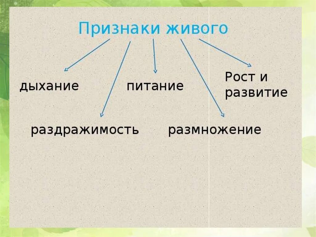 Жизни деятельности клетки. Процессы жизнедеятельности клетки. Жизнедеятельность клетки 5 класс. Процессы в биологии 5 класс. Процессы жизнедеятельности клетки 5 класс биология.