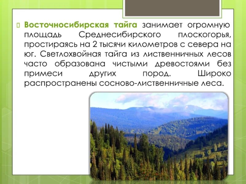 Светлохвойная Тайга России территории. Ярусы светлохвойной тайги. Площадь тайги. Разнообразие лесов России Тайга. Протяженность тайги по направлениям в градусах