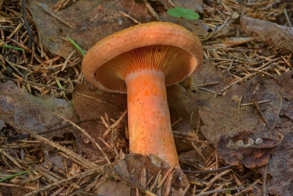 Обрабатываем рыжики. Млечник Рыжик гриб. Рыжик Сосновый/Боровой (Lactarius deliciosus);. Рыжики пластинчатые грибы. Рыжики грибы Царский гриб.