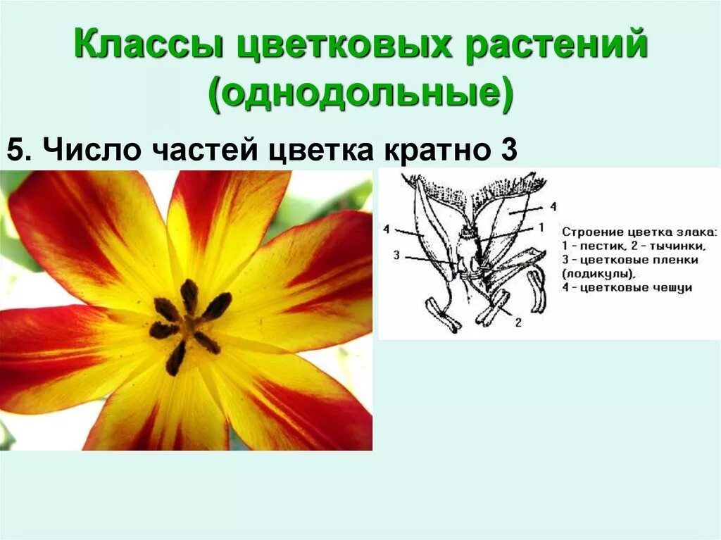 Трехчленный тип строения цветка однодольные или двудольные. Однодольные число частей цветка, кратно. Число частей цветка кратно 3 у однодольных. У однодольных растений число частей цветка кратно. Число частей цветка кратно 3 у однодольных или двудольных.