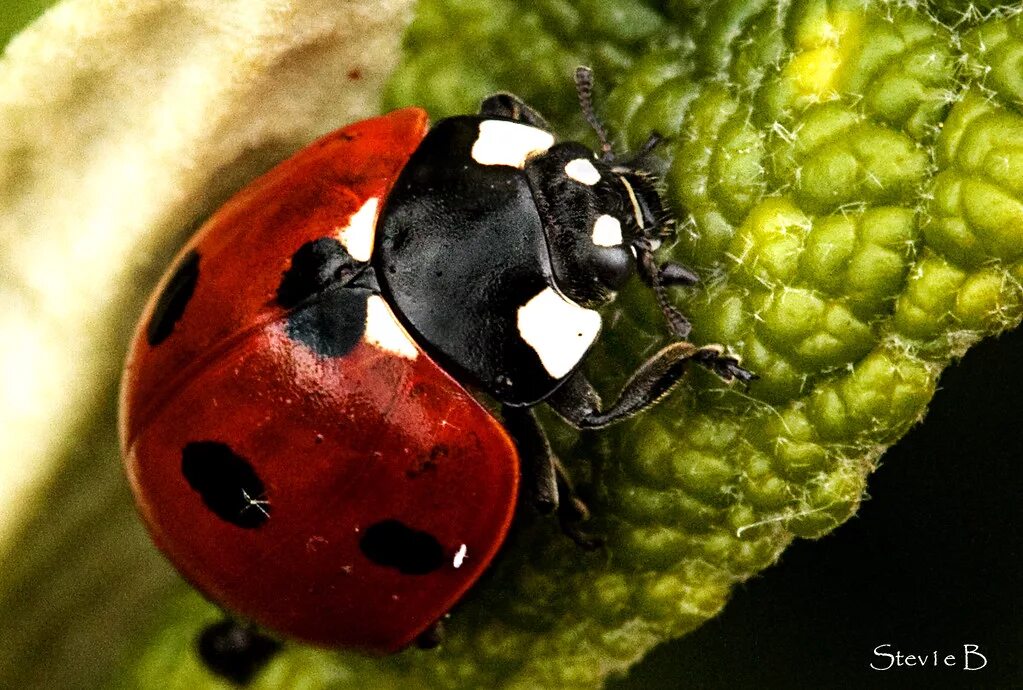 Семиточечная Божья коровка. Божьи коровки (Coccinellidae). Милая Божья коровка. Чёрная Божья коровка с белыми пятнами.