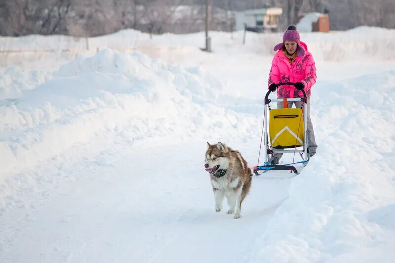 спортивные нарты. нарты на 2 собаки. нарты на 2 собаки. собачий спорт нарты. ездовой спорт нарта.