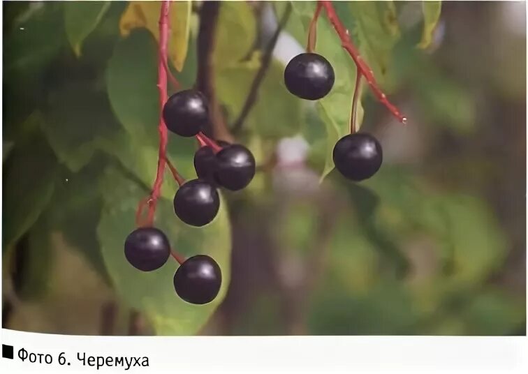 Загадка цвет белый а ягода. Кусты ягод с шипами.