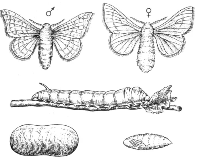 Какое развитие у шелкопряда. Тутовый шелкопряд метаморфоз. Шелкопряд монашенка личинка. Тутовый шелкопряд личинка метаморфоз. Совка гамма Имаго.