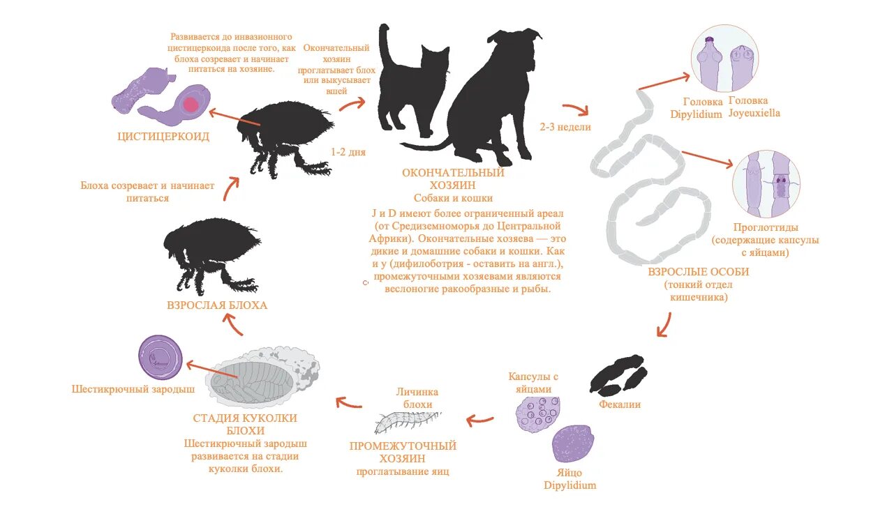 Цикл развития дипилидиоза собак. Dipylidium caninum жизненный цикл. Дипилидиоз биология развития. Дипилидиоз цикл развития. Деменция у кошек