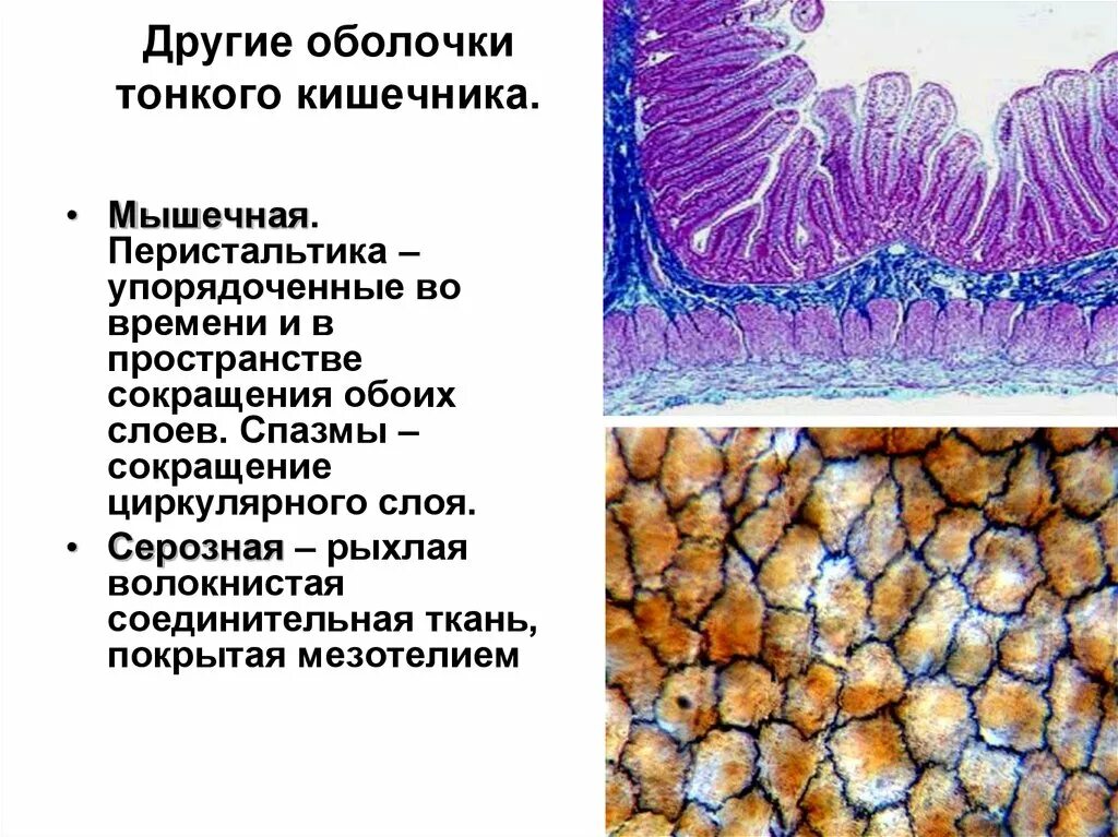 Тонкая кишка гистология серозная. Оболочки тонкой кишки гистология. Кишечная Ворсинка гистология. Оболочки толстой кишки гистология.