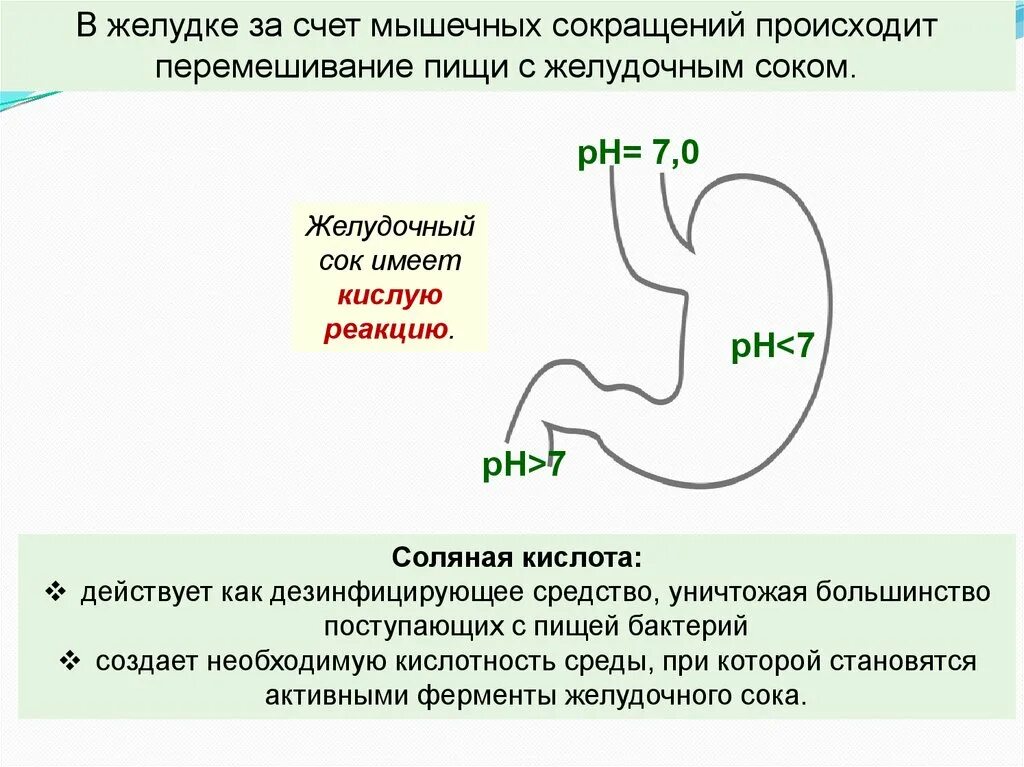 Маркеры желудка. Сольнапя кислта вжелуде. Перемешивание пищи в желудке. Сокращение желудка. Соляная кислота в желудке.