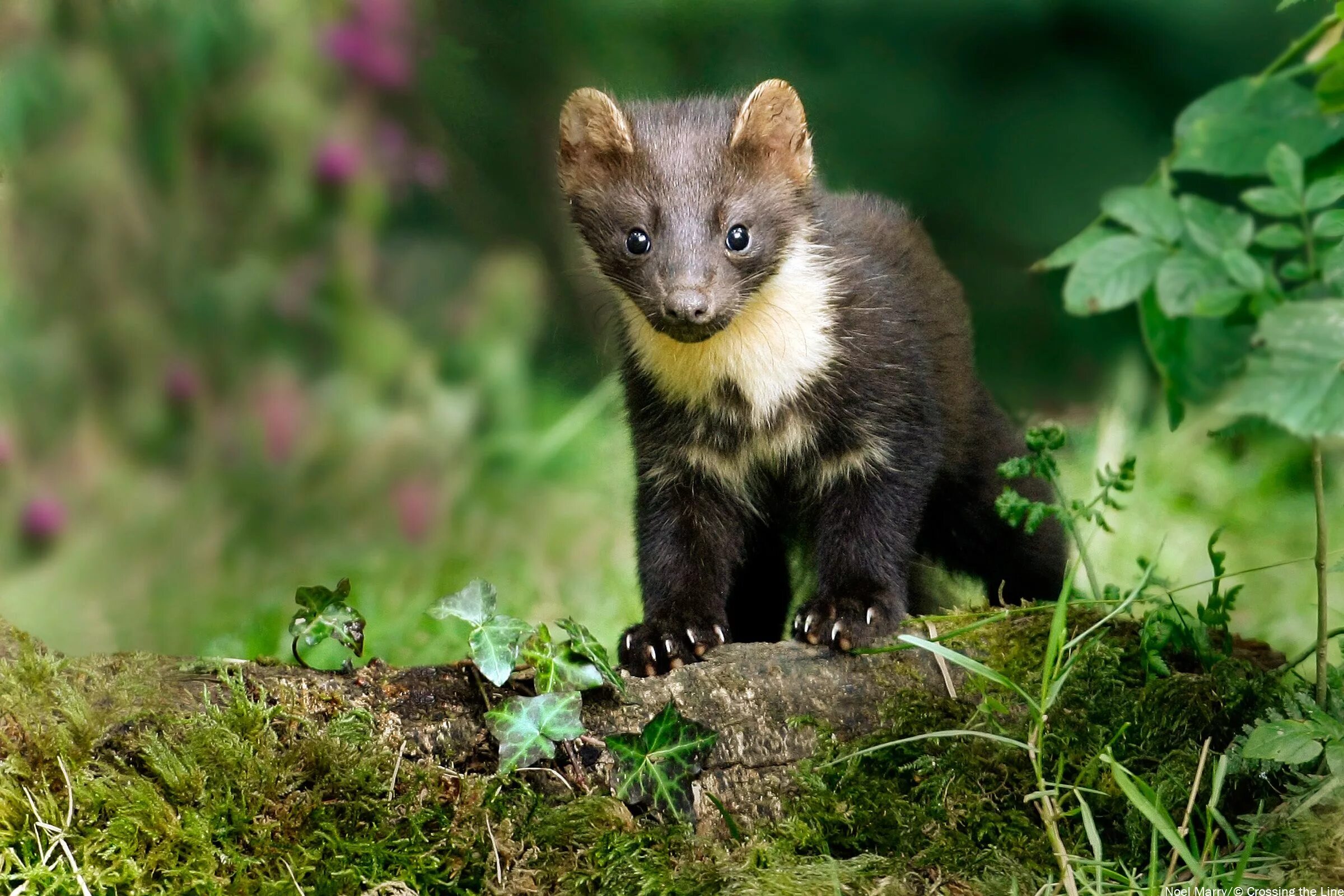 Out of the world marten
