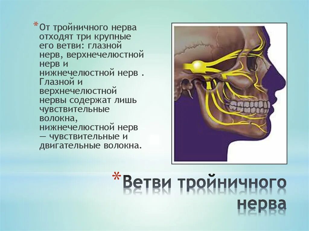 Топография ветвей тройничного нерва. Топография 3 ветви тройничного нерва. Анатомия 3 ветви тройничного нерва. Невралгия III ветви тройничного нерва. Тройничный нерв тест