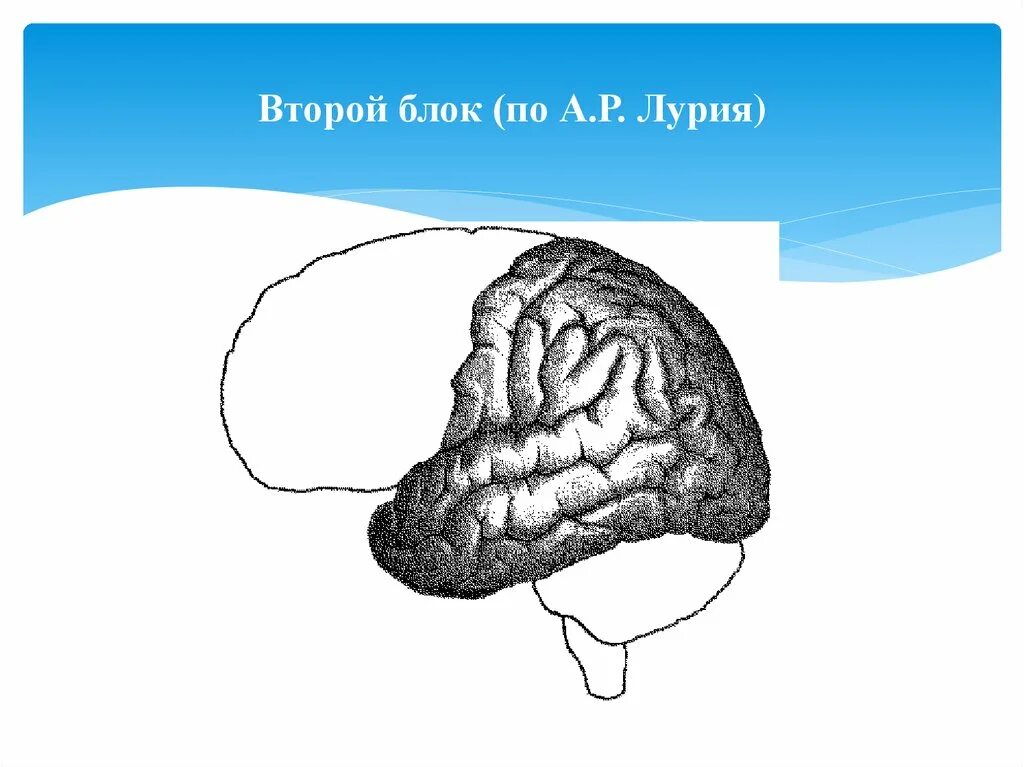 Нарушения блоков мозга. Блоки мозга по Лурия 2 блок. Функциональные блоки Лурия. 3 Блока мозга по Лурия. Функциональные блоки мозга 1 блок по а.р Лурия.