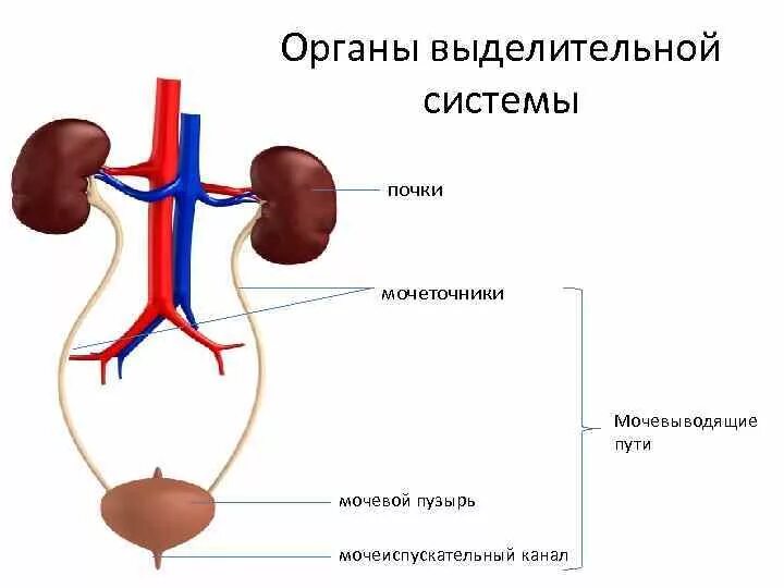 Что входит в выделительную систему