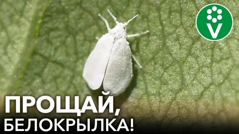Белокрылка на клубнике летом