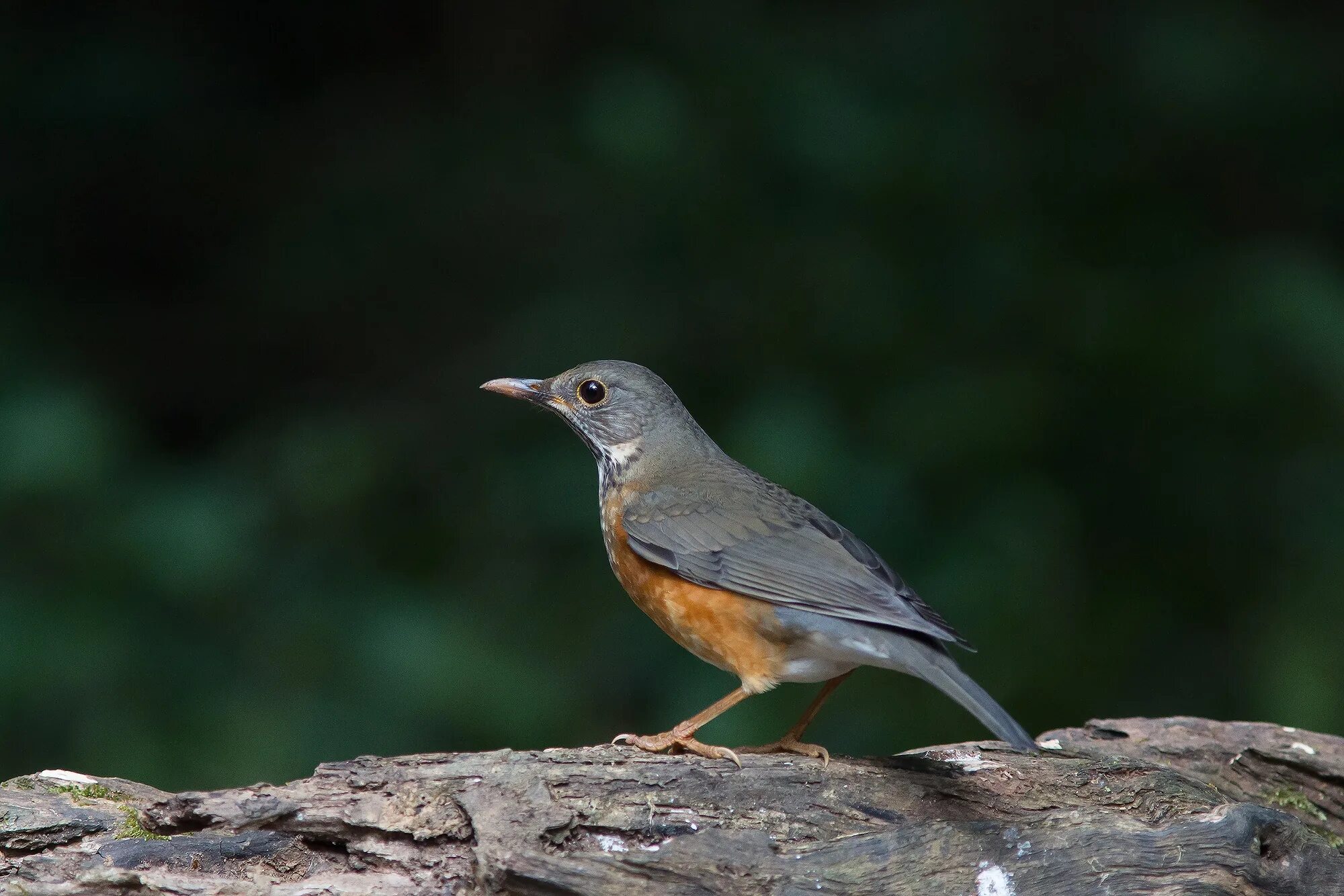 Птица хруст. Дрозд - thrush. thrush птица. зяблик. свет птица.