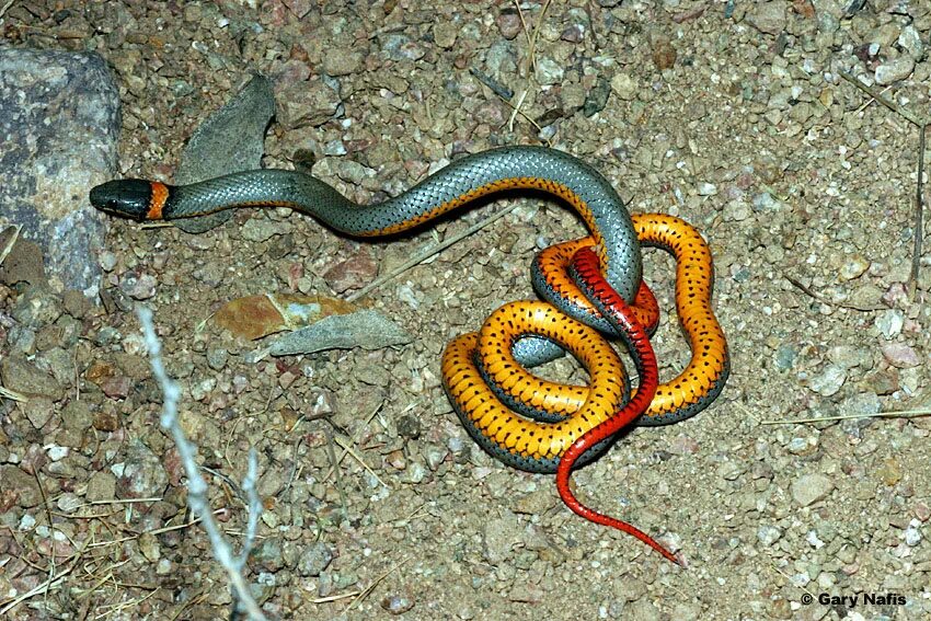 Какого типа змеи. Двухполосая желёзистая змея. Аспидовые змеи. Окраска змей. Разноцветные змеи.