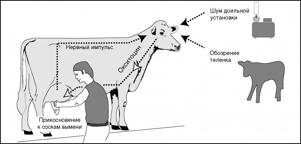 Лицо коровы. Откуда взялись коровы. Корова молоко. Удивленная корова. Откуда берется молоко у коровы.