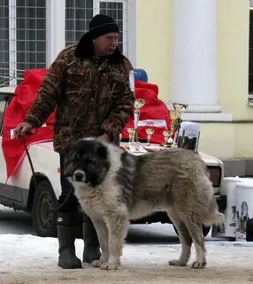 Кавказские овчарки выставки