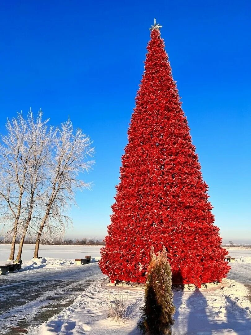 Красные ели в природе. Красная елка. Ель новый год. Елка в Красном цвете. Елка дерево.