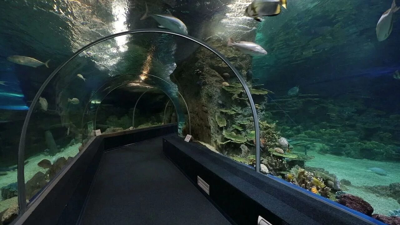 Океанариум сочи мацеста. Океанариум адлер ленина. Морской зоопарк сочи мацеста. Морской зоопарк сочи. Зоопарк в мацесте сочи.