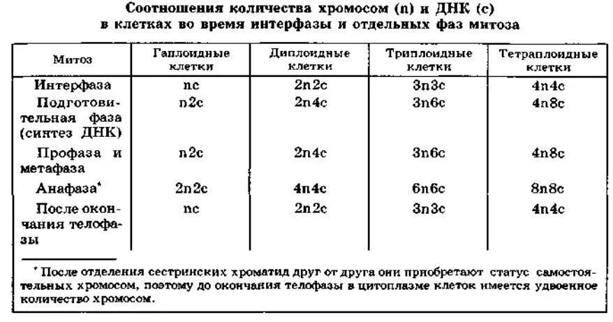 Набор хромосом и днк клетки 2n2c. Митоза количество хромосо. Количество хромосом и дне. Количество хромосом и ДНК В митозе. Количество хромосом в фазах митоза.