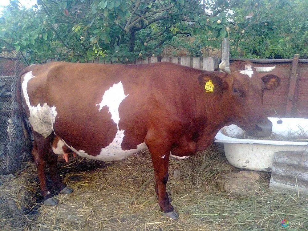 Авито крым купить телят в крыму. Крымская корова. Коровы в Крыму. Продаётся стельная корова. Стельные коровы в отдельных.
