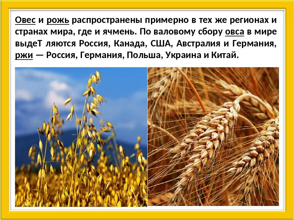 Посеем рожь овес. Районы возделывания овса. Овес растет. Где выращивают овес. Рожь и пшеница.