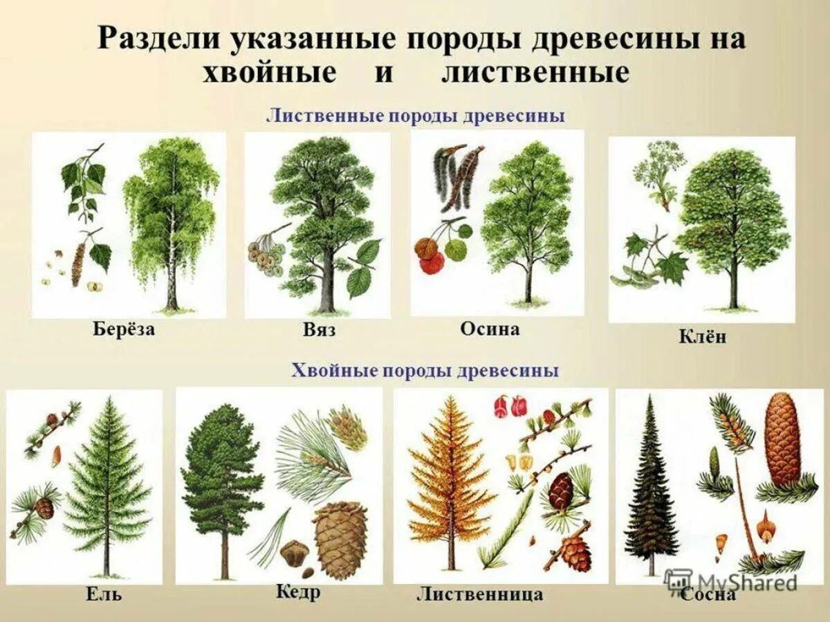 Можно ли хвойное дерево. Ель сосна кедр лиственница. Лиственница это хвойное или лиственное дерево. Ель пихта лиственница. Ель пихта сосна кедр лиственница.