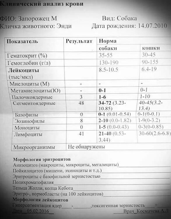 Пса крови у мужчин что это значит. Клинический анализ крови у собак норма. Показатели общего анализа крови у собак. Пса в клиническом анализе крови. Показатели анализа крови пса по возрасту.