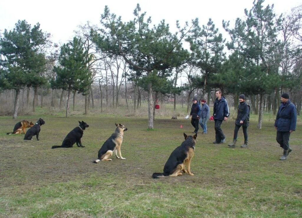 занятия с собаками в группах. занятия с собаками в группах. групповые занятия с собаками. занятия с собаками в группах. групповая дрессировка собак.