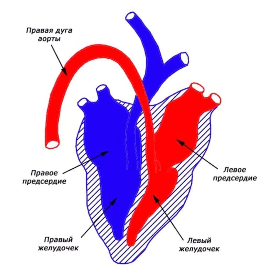 Кровеносная система птиц схема сердце. Венозная и артериальная кровь в сердце схема. Схема сердца венозная кровь. Четырёхкамерное сердце у птиц. Предсердие у животных