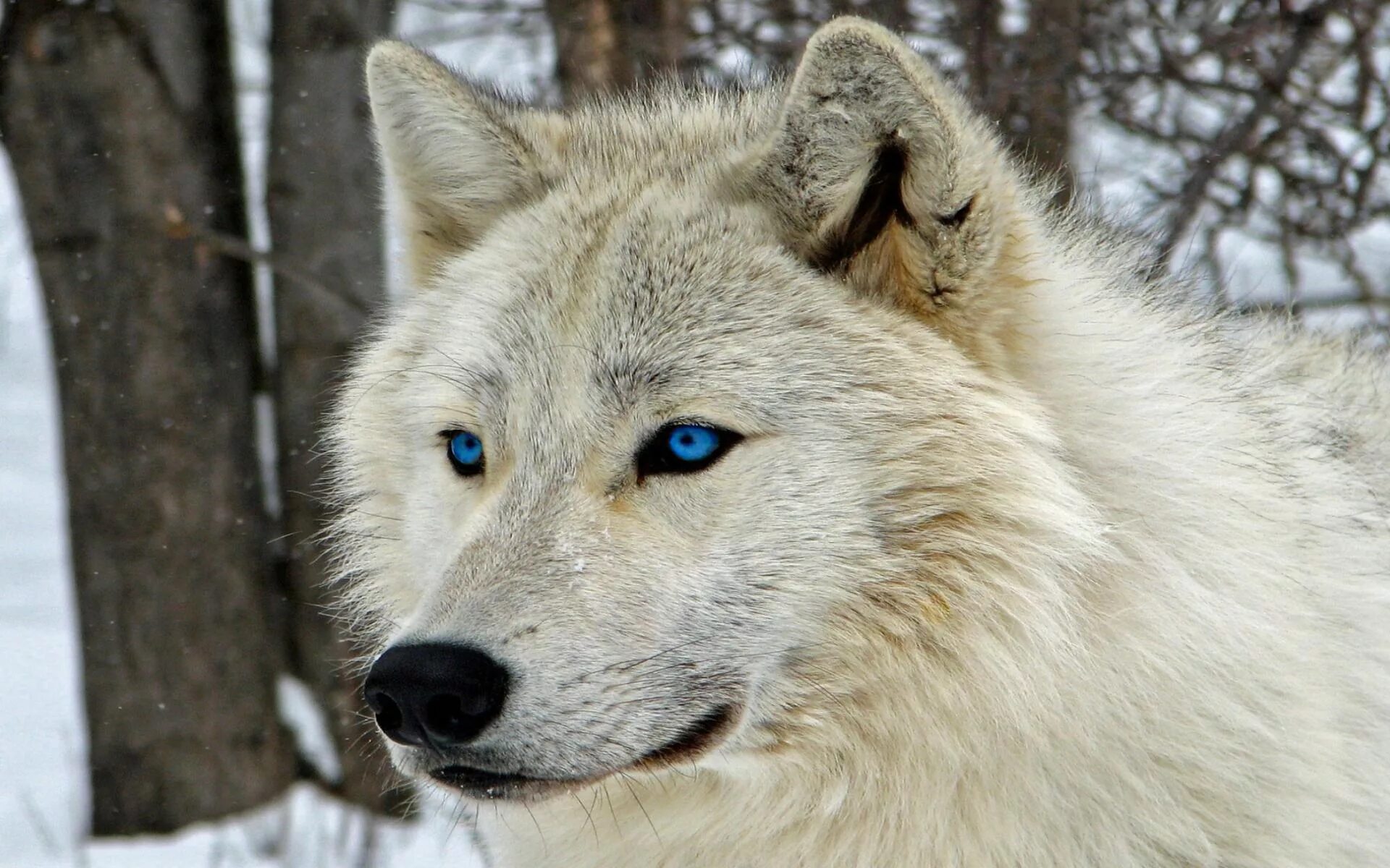 Вайт Вулф. Полярный волкособ. Арктический Полярный волк. Arctic Wolf (Арктический волк).