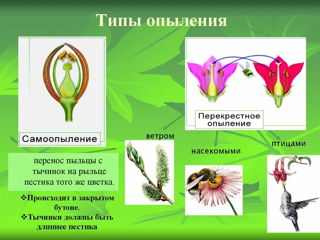 Перенос пыльцы на рыльце пестика называют. Типы опыления цветковых растений. Опыление цветков 6 класс биология. Типы опыления растений 6 класс. Перекрестное и самоопыление.