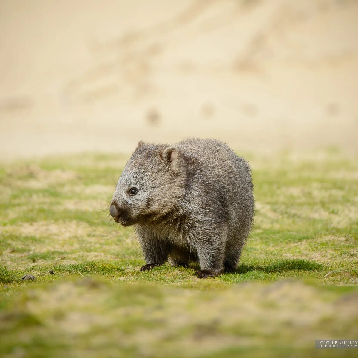 Wombat перевод. Вомбат Тасмания. Австралийский хомяк вомбат. Реликтовый вомбат.