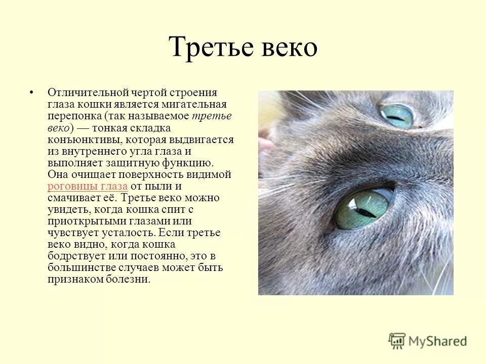 Строение глаза кота третье веко. Строение кошачьего глаза. Строение глаз котов. Мигательная перепонка (третье веко).