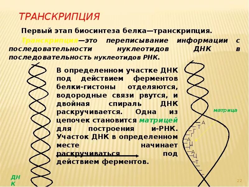 Транскрипция Биосинтез белка. Транскрипция Синтез белка. Биосинтез белков транскрипция. Транскрипция Биосинтез белка кратко. Описание процесса транскрипции