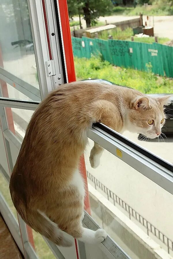Кот открывает окно. Кот на окне. Пластиковые окна и коты. Котик у окна. Кот на балконе.