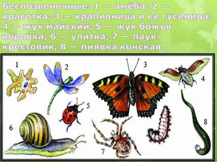 Беспозвоночные 1 2