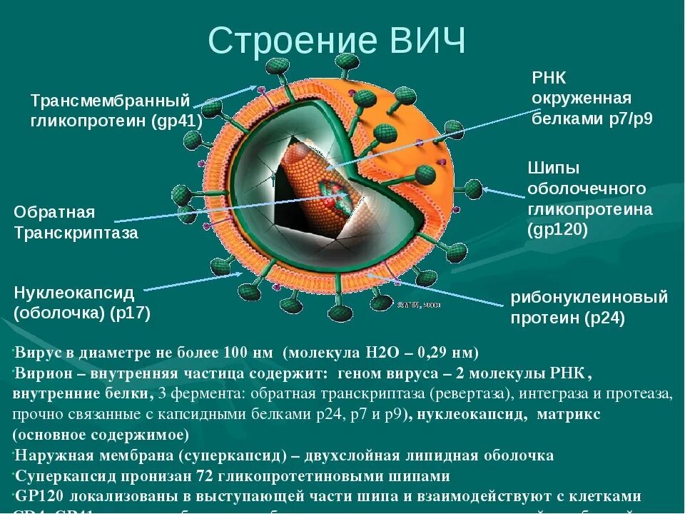 Строение вируса ВИЧ суперкапсид. Строение вируса ВИЧ И СПИД. Строение клетки вируса ВИЧ. Строение вируса ВИЧ инфекции. Поражаемые структуры спида