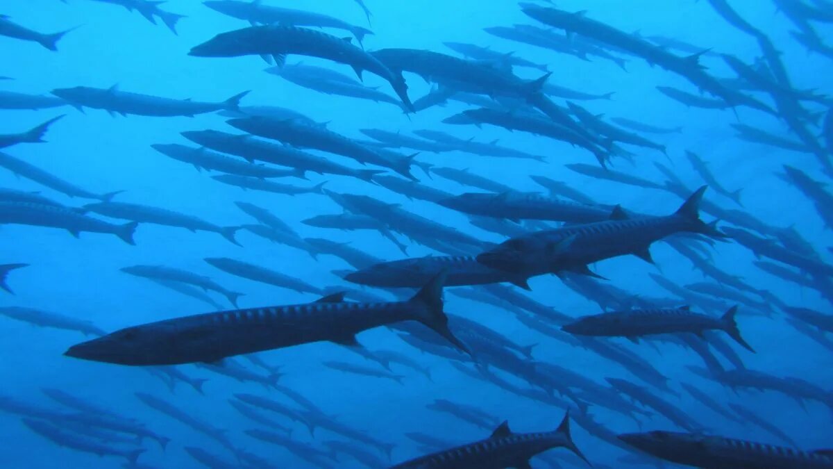 Fish inside fish. Overfishing. school of fish. pacific life.