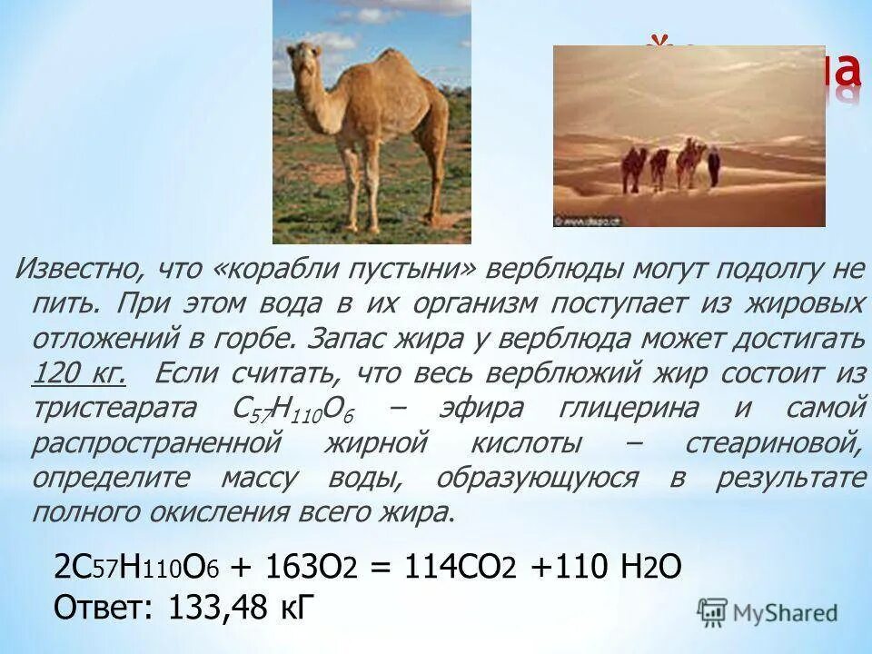 Что у верблюдов в горбах. Запас воды у верблюда. Горб верблюда. У верблюдов в горбах вода. Лет живет верблюд