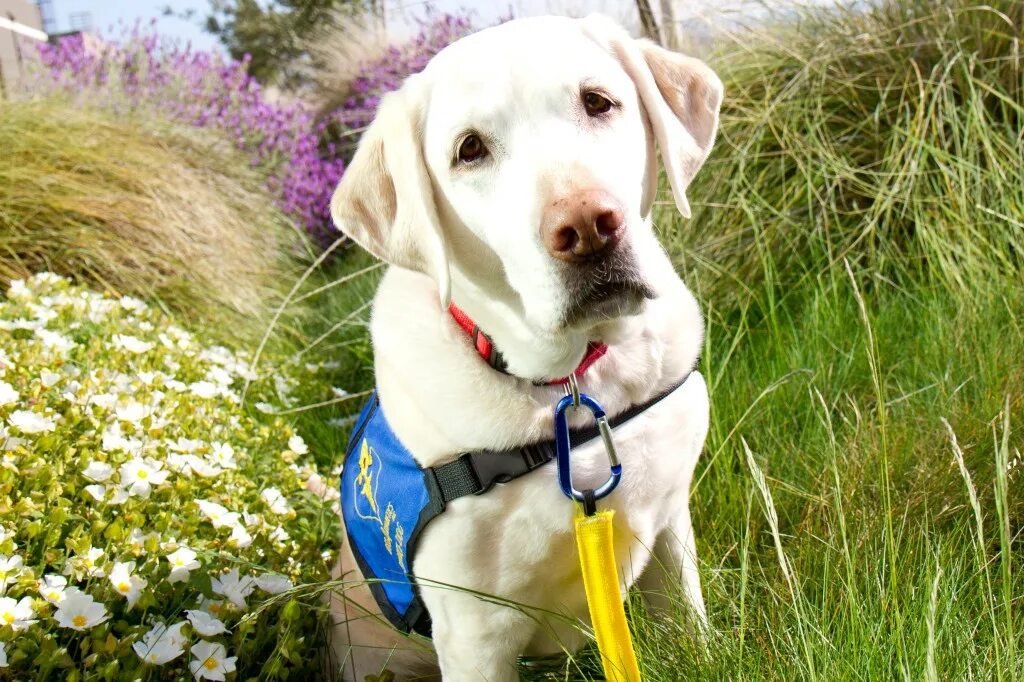 Собаки которые любят 26 ноября. Собаки которые любят 26 ноября. Как правильно воспитывать лабрадора. Собаки которые любят 26 ноября. Собаки которые дружат с кошками.