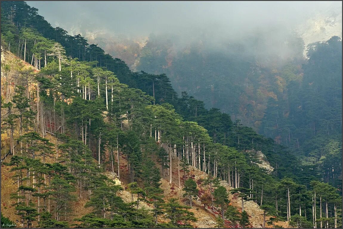 ялта ущелье уч-кош. крым долоссы ущелье уч-кош. долоссы крым ущелье. ущелье 3 гор. ялта ущелье уч-кош.