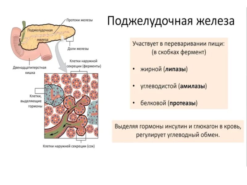 Ферменты желудочной железы. Поджелудочная железа биология 8. Гормоны поджелудочной. Поджелудочная железа участвует в процессе пищеварения. Участие поджелудочной железы в пищеварении.