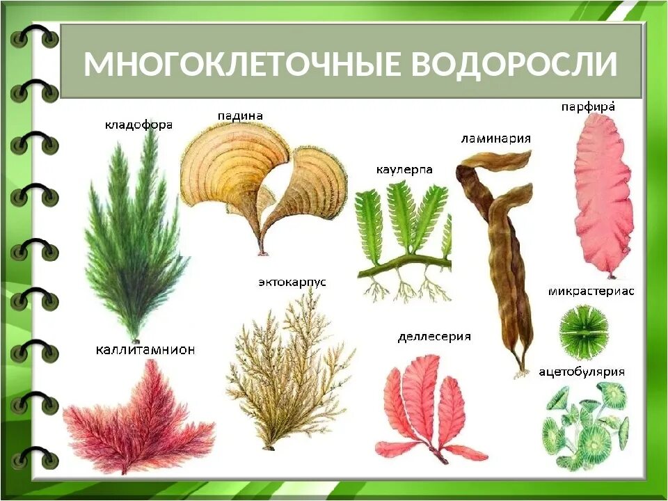 Группы водорослей примеры. Зелёные многоклеточные водоросли представители. Многоклеточные нитчатые водоросли. Бурую, красную, многоклеточную зеленую водоросли. Многоклеточные зеленые водоросли 5 класс биология.